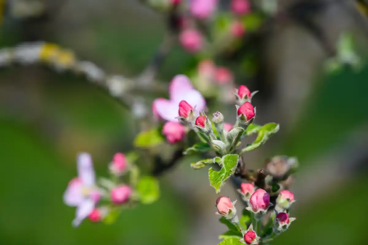 Dutch cherry tree in spring with yellow leaves
