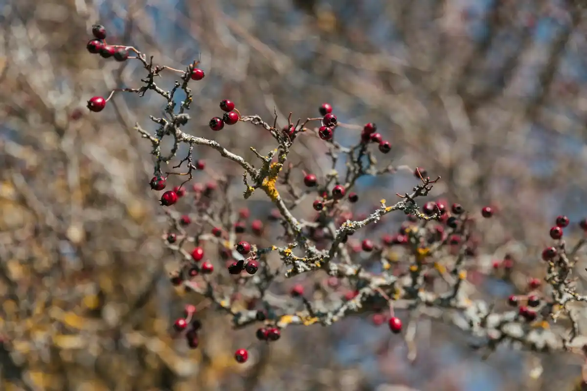 Cherry tree branch with diseased yellow leaves and small insects