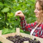 blackberry bush home garden fresh ripe berries