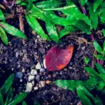 overwatered plant roots wet soil garden mistake
