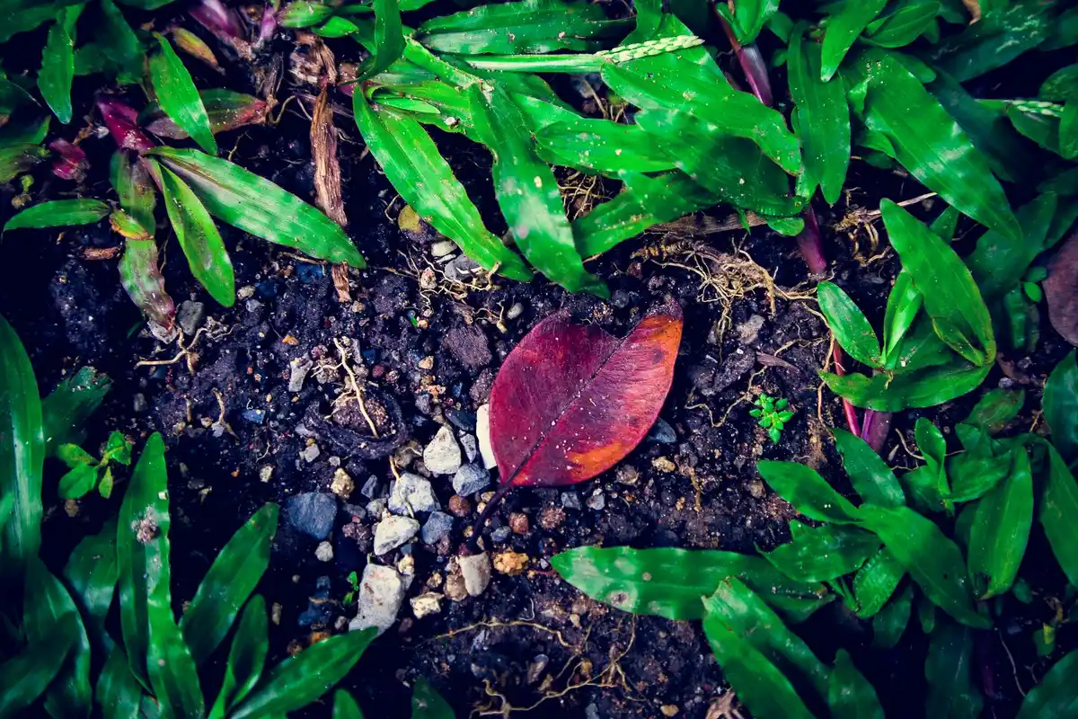 overwatered plant roots wet soil garden mistake