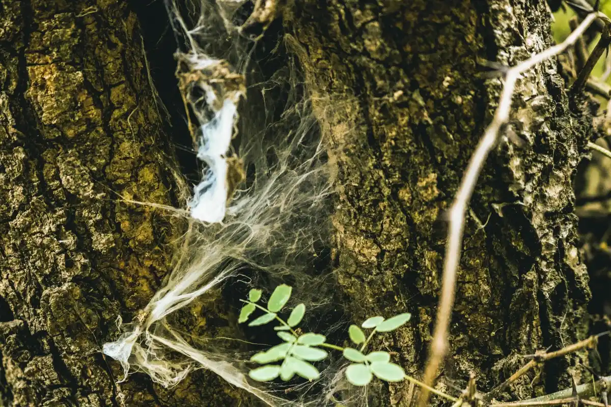 wet soil overwatered plant roots