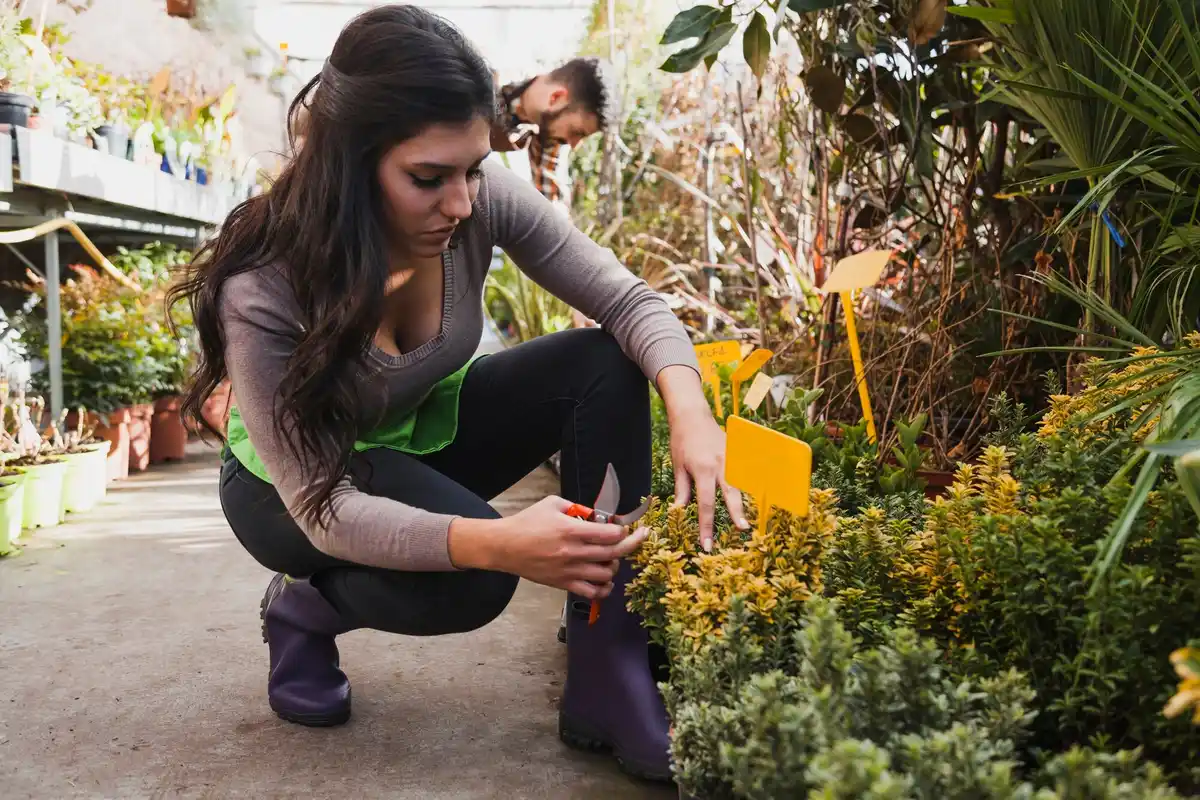 common garden plant diseases Netherlands