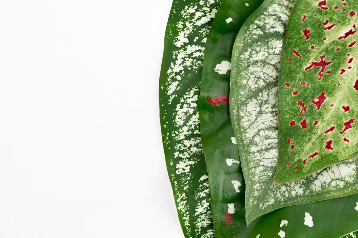 powdery mildew on garden plants