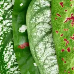 dying houseplants garden pests fungus soil damage