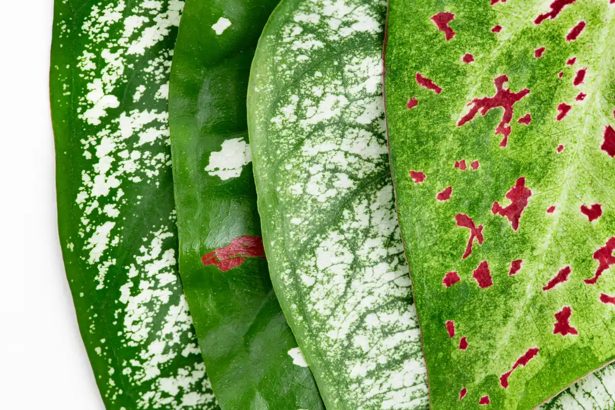 dying houseplants garden pests fungus soil damage