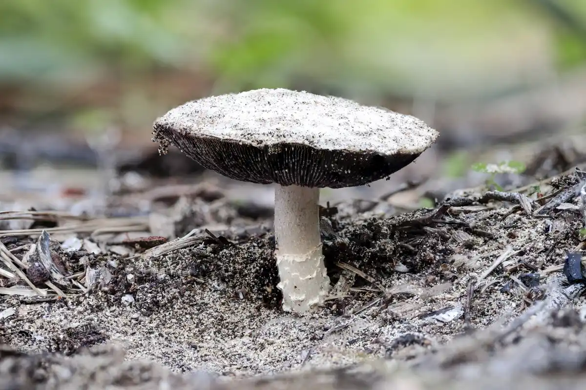 fungus in garden soil