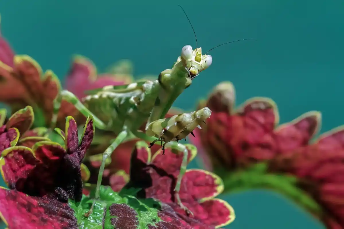 close up aphids on plant leaves