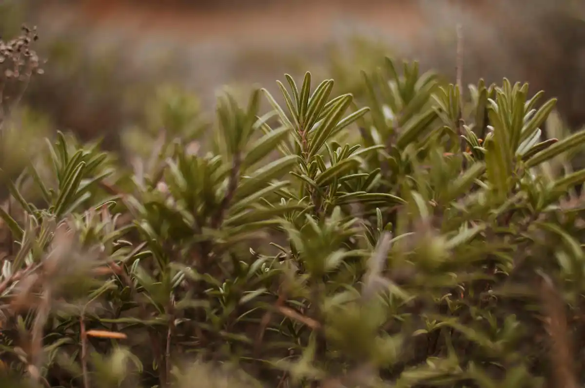 herbs garden with rosemary and thyme in backyard