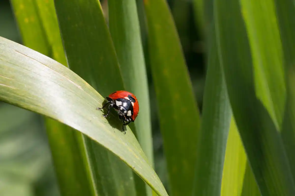 ladybug on green leaf garden netherlands