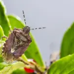 natural aphid and mold control on plants garden