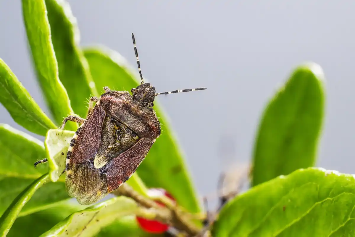 natural aphid and mold control on plants garden