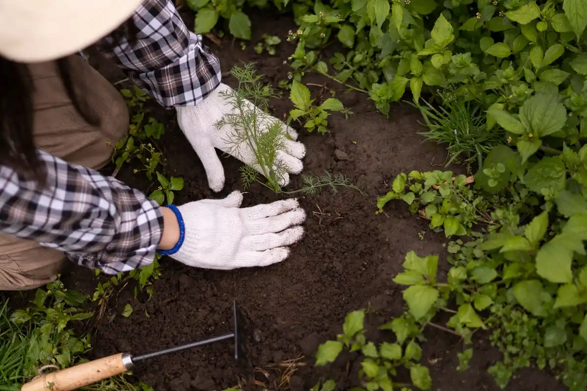 companion planting vegetable garden