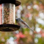 fruit plants bird netting garden reflection deterrent