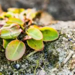 garden plant disease close-up symptoms