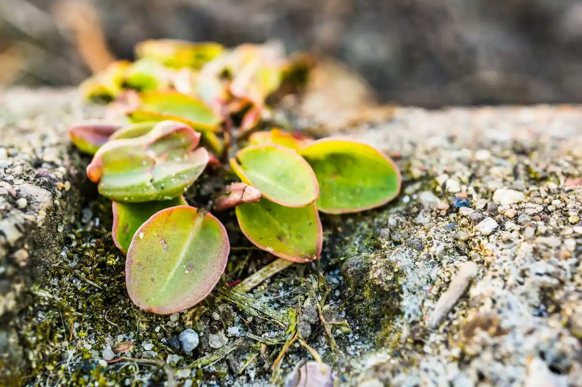 garden plant disease close-up symptoms