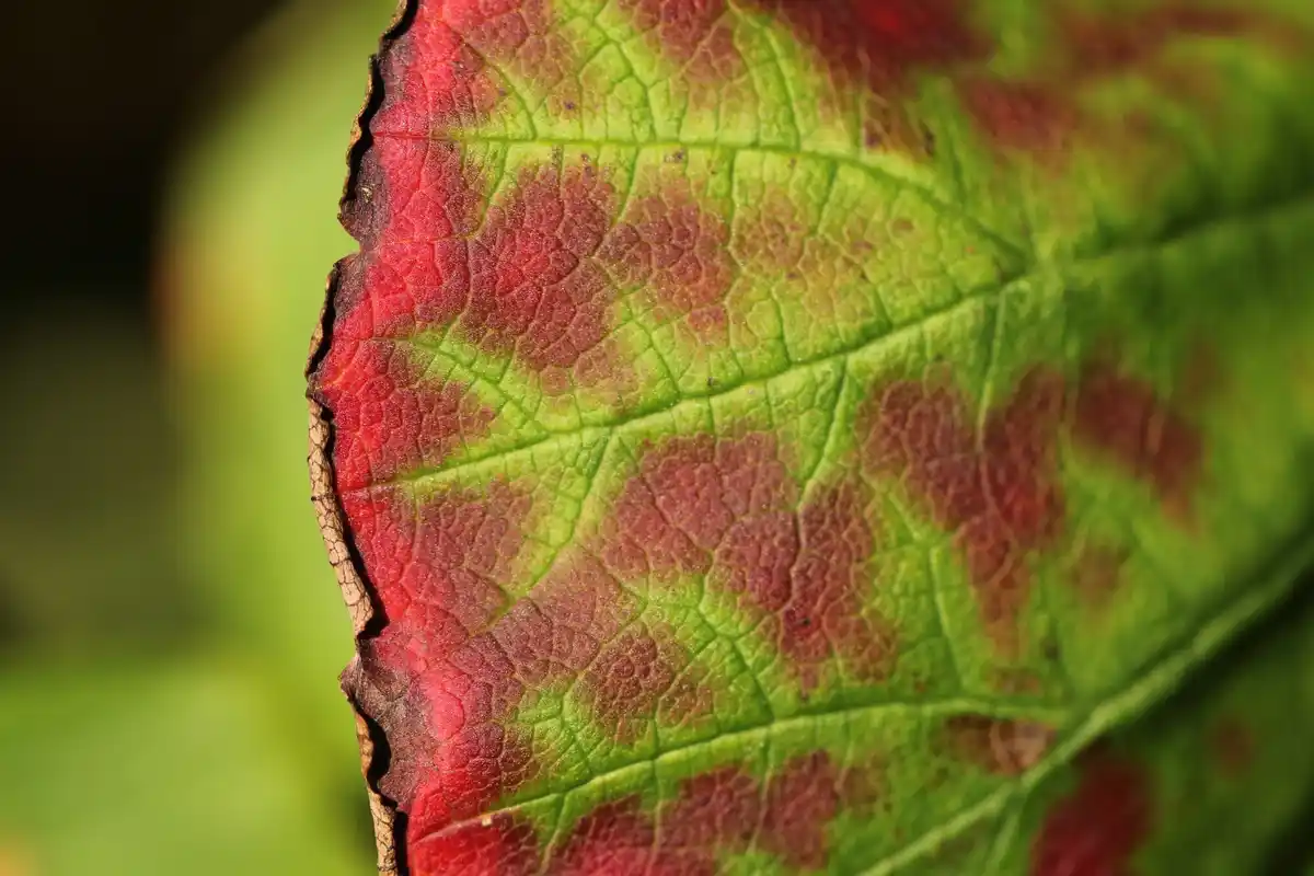 plant leaf disease close-up