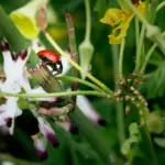 dangerous garden insects Netherlands natural pest control