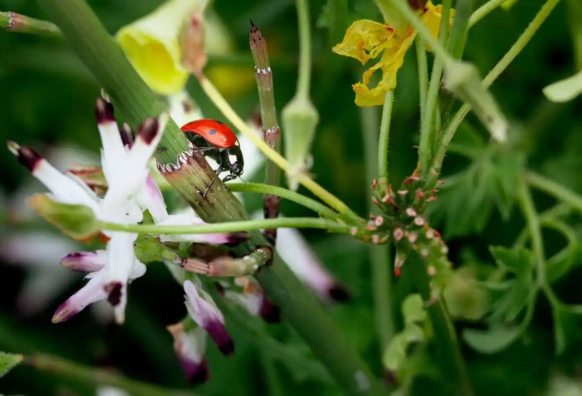 dangerous garden insects Netherlands natural pest control