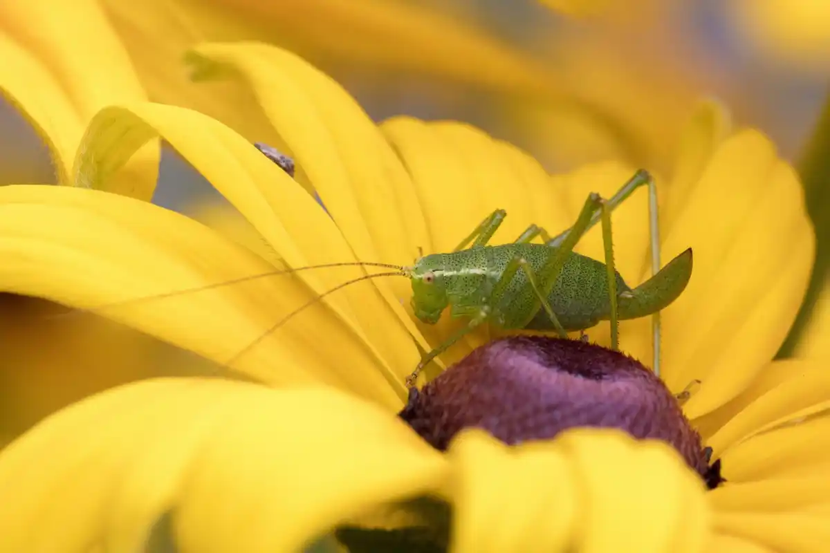 Dangerous garden insects Netherlands