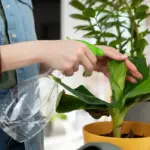 easy indoor plant care tips natural light watering