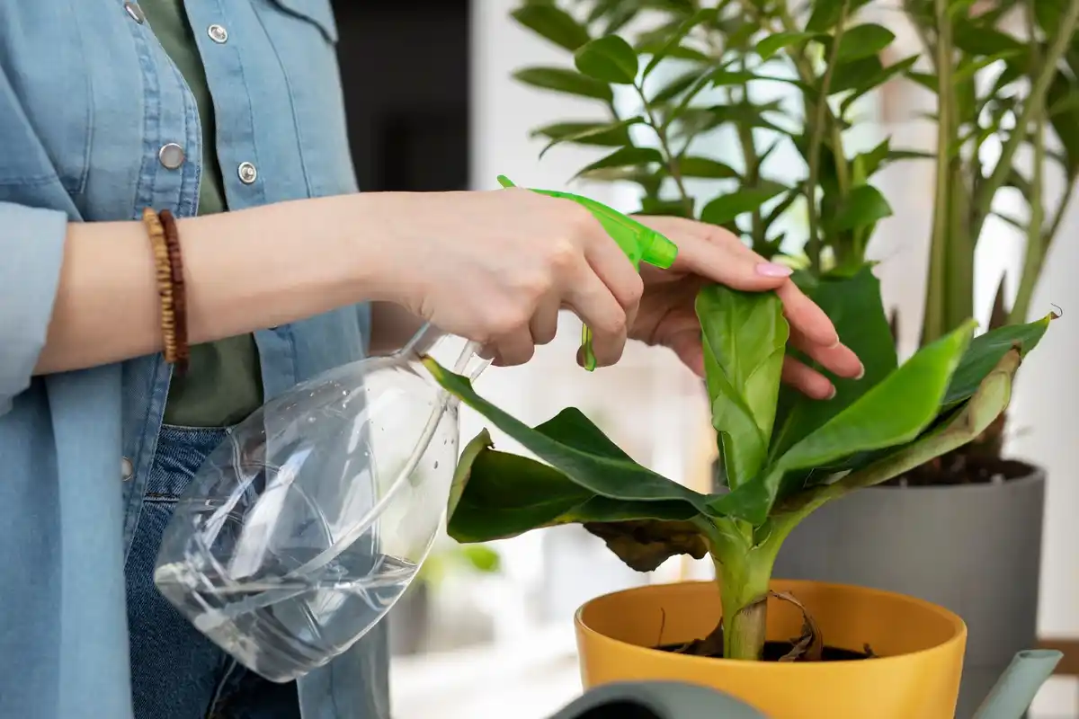 easy indoor plant care tips natural light watering