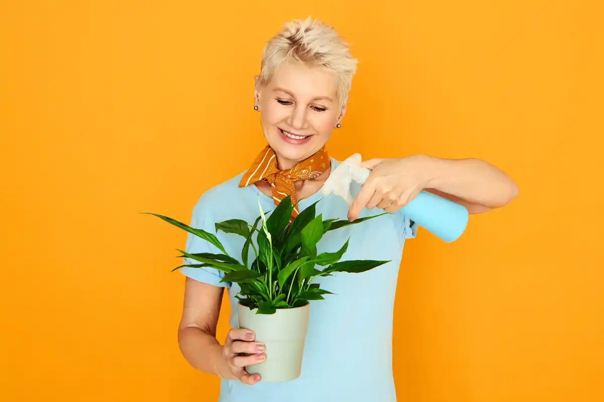 indoor house plants care tips