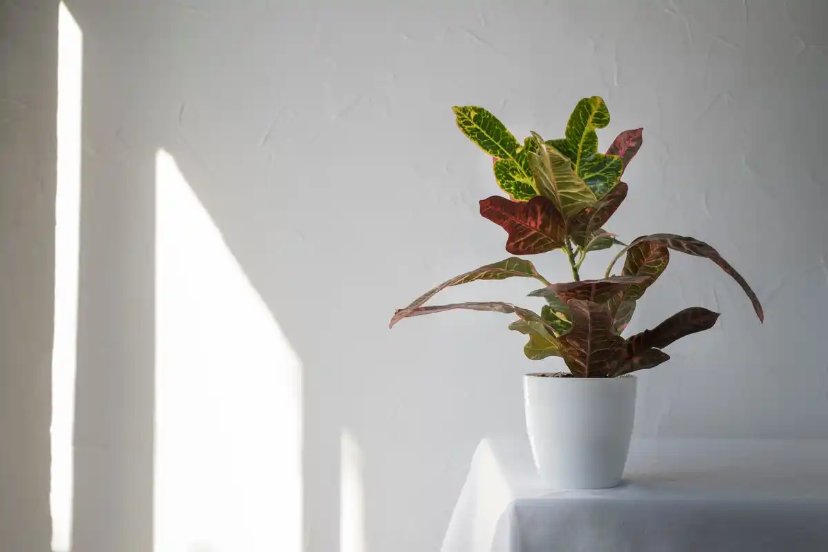 houseplants near window with indirect sunlight