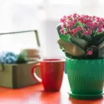 overwatered houseplant close up and drainage pot indoor plant care