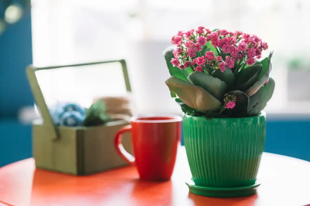 overwatered houseplant close up and drainage pot indoor plant care