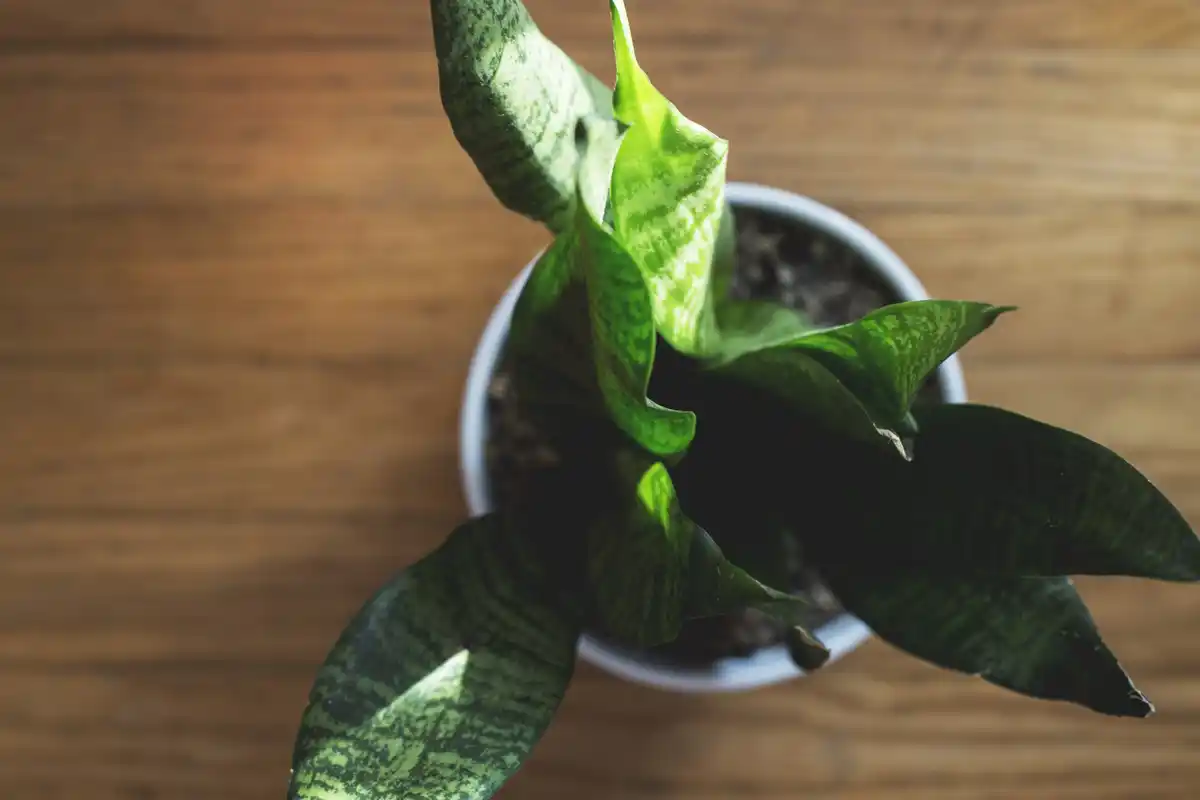 overwatered houseplant close-up