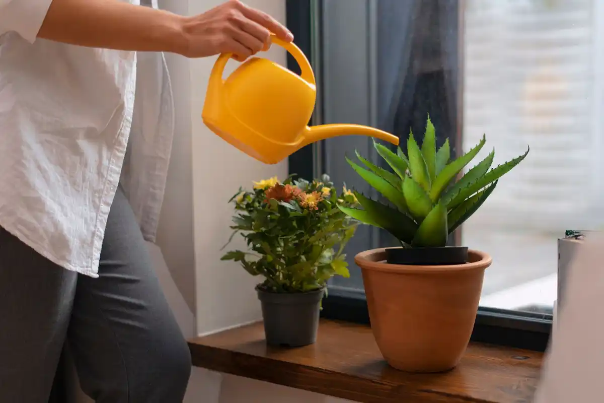 watering indoor plant with drainage
