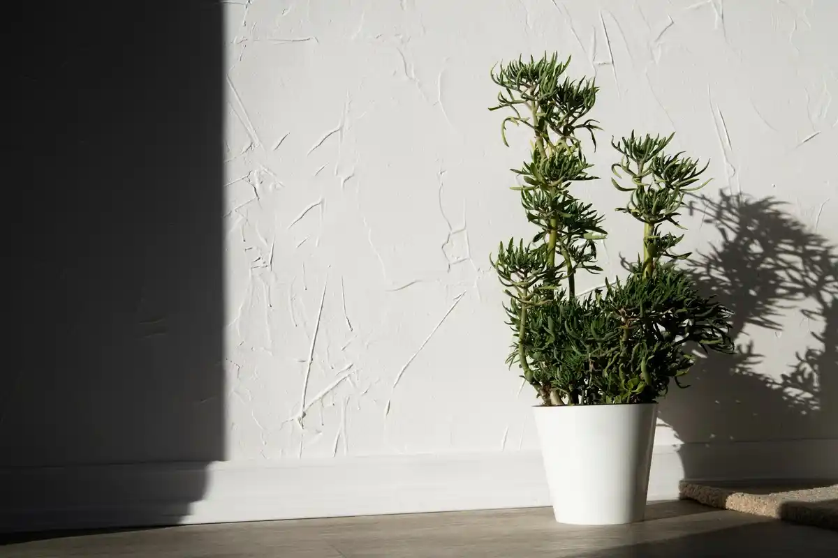 bright indoor plants living room natural light