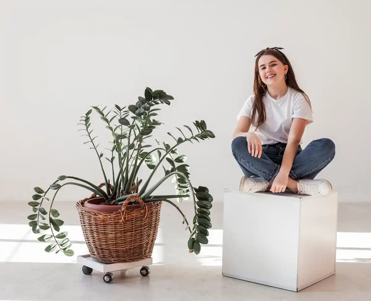 indoor plants living room bright natural light