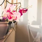 fresh cut flowers vase at home natural light