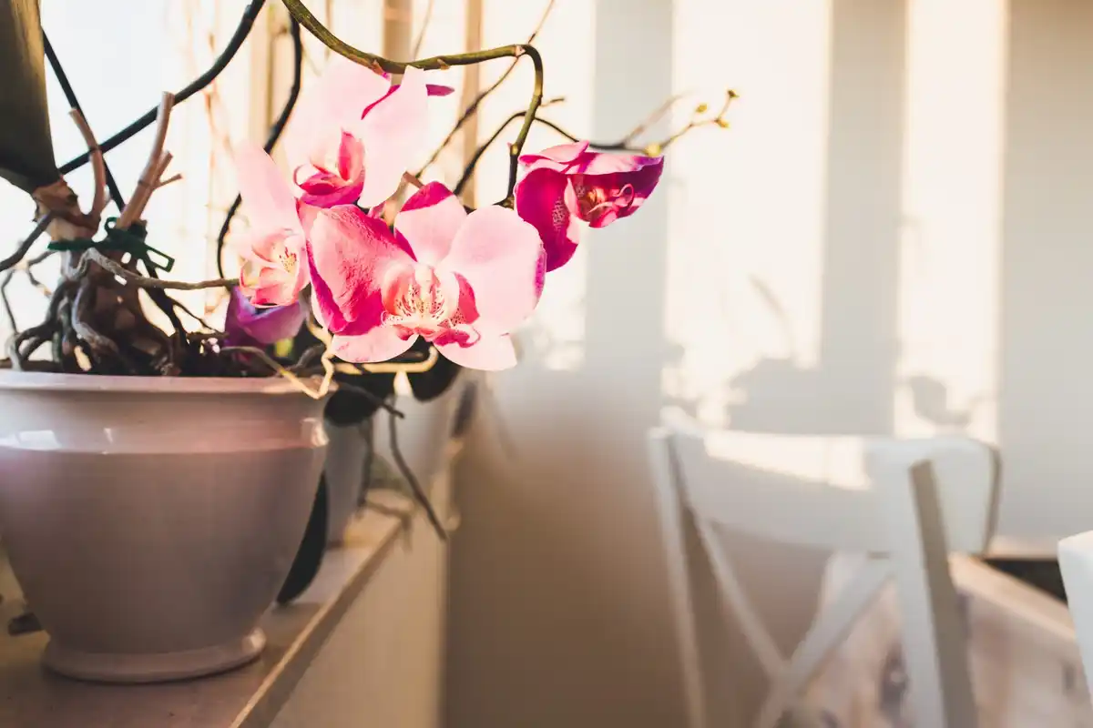 fresh cut flowers vase at home natural light
