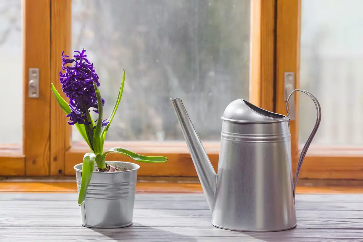 indoor vase with flowers on windowsill avoiding direct sunlight