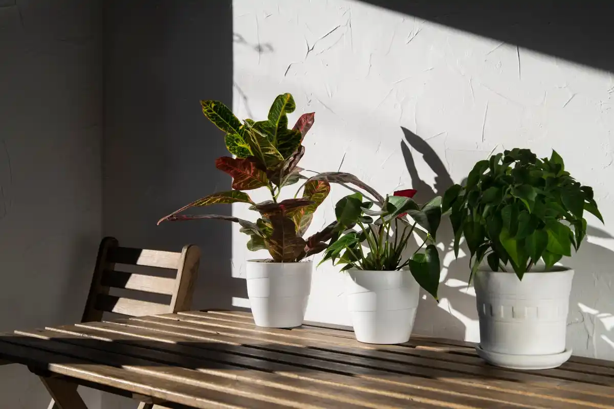 Monstera plant in cozy living room