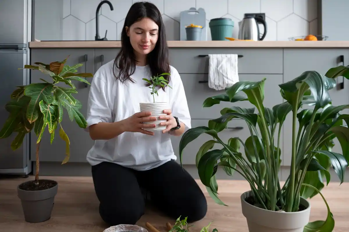 easy beginner houseplants cozy modern interior