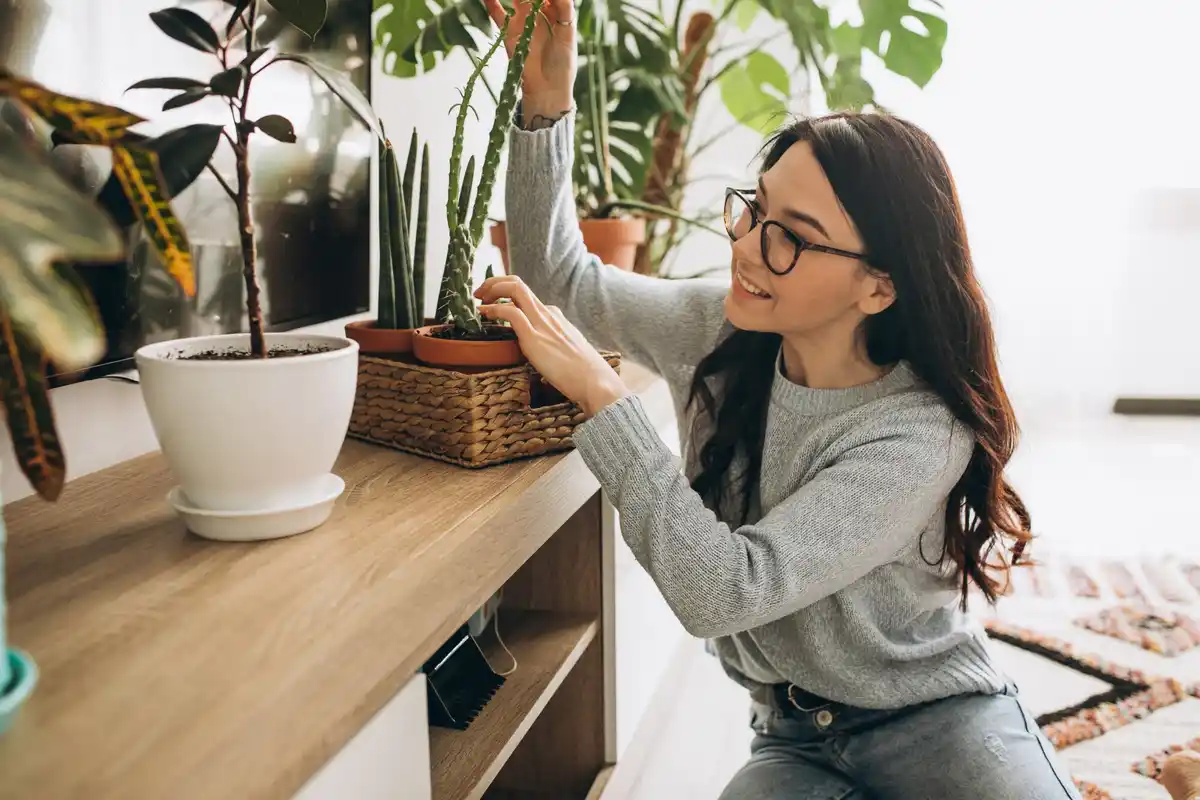 easy indoor plants for beginners