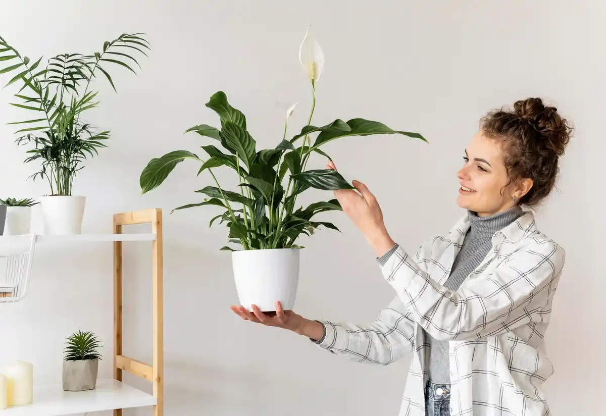 beginner friendly houseplants in cozy home interior