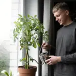 struggling houseplants dying care sunlight water