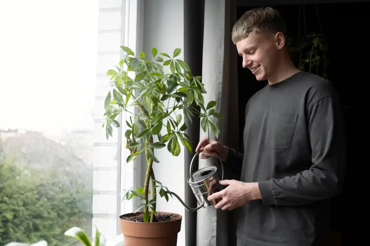 struggling houseplants dying care sunlight water