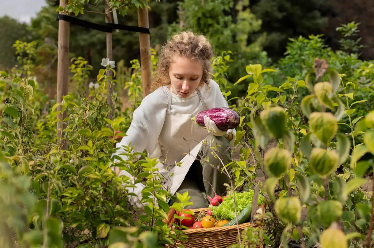 ecological vegetable garden in backyard Netherlands