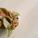 overwatered indoor plant close up