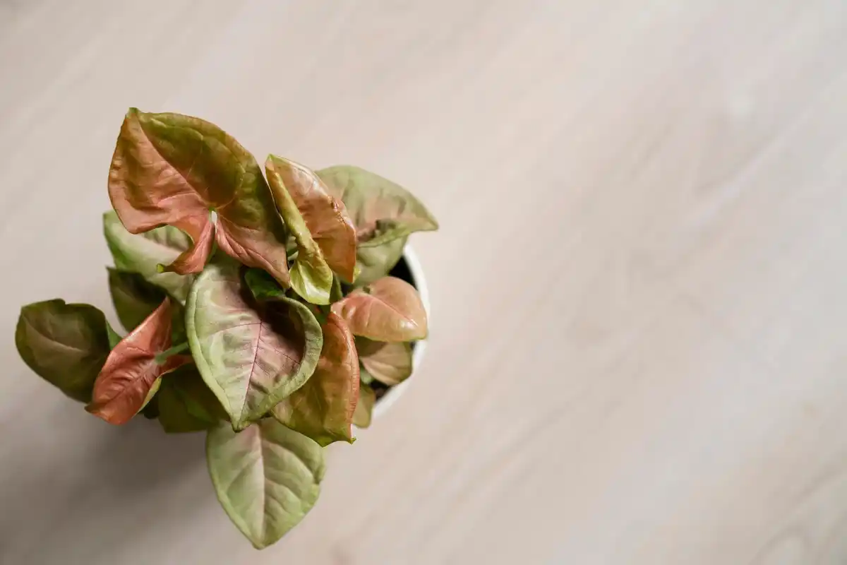overwatered indoor plant close up