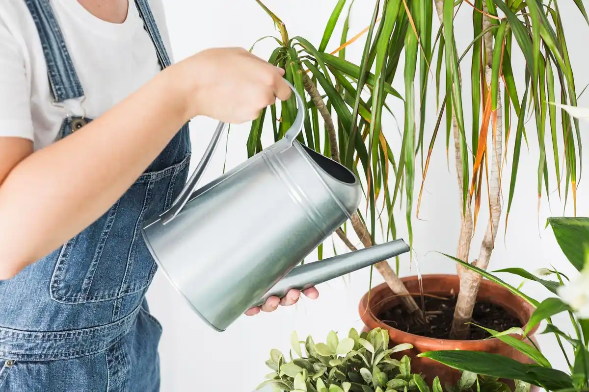 indoor plant pot watering