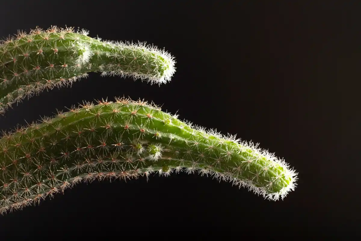 overwatered houseplant roots close up