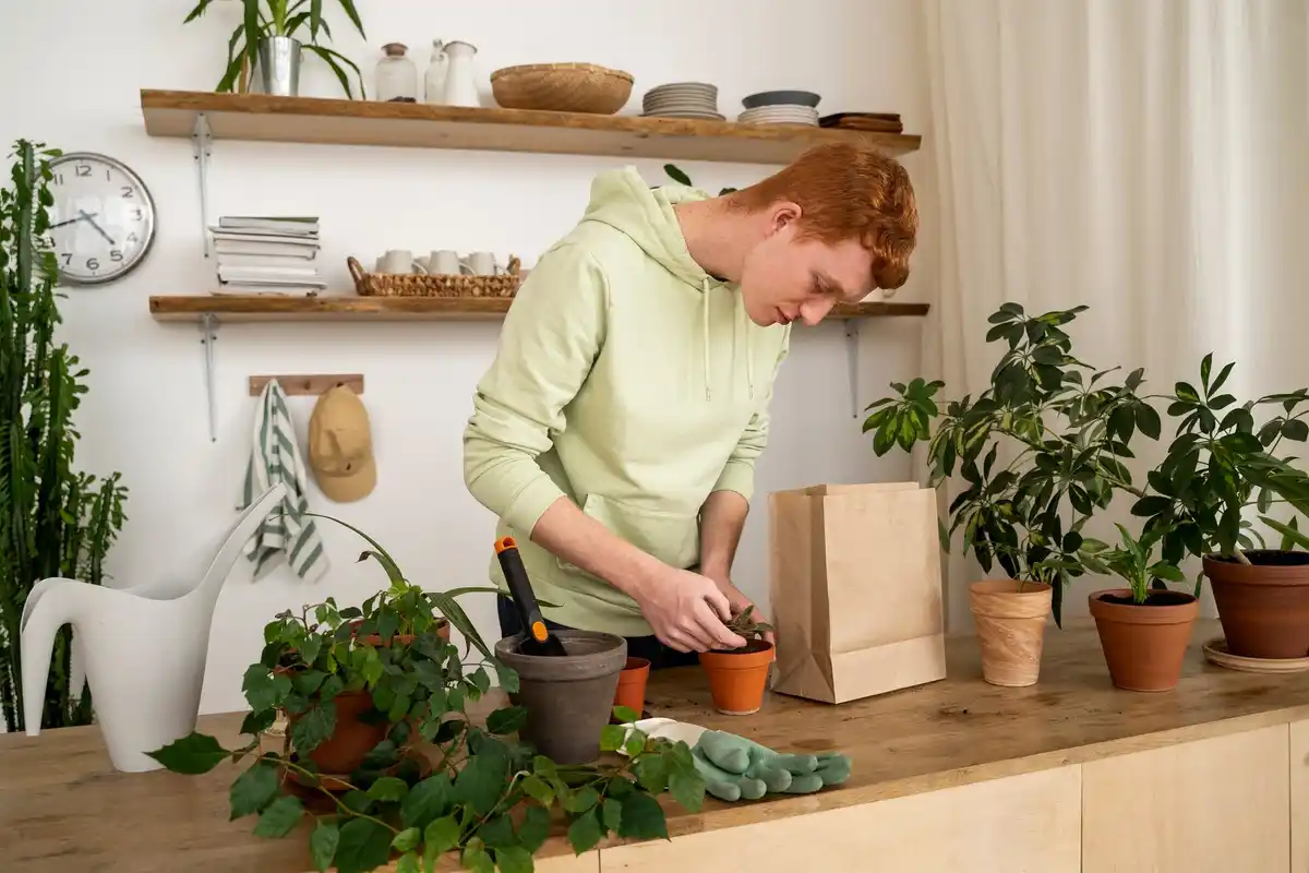 low maintenance indoor plants dutch home