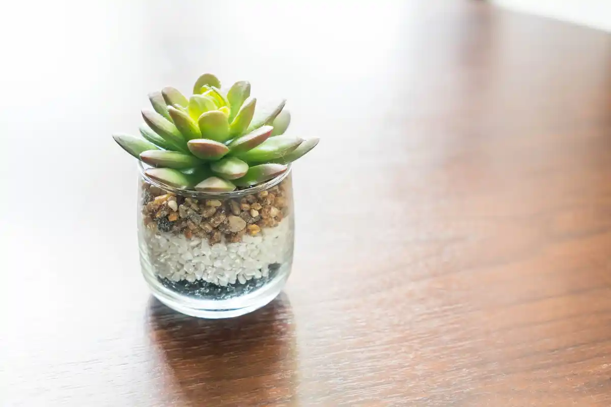 easy care succulent indoor plant
